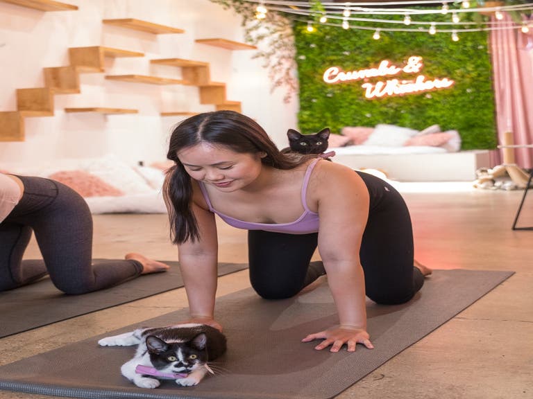 Cat Yoga at Crumbs & Whiskers on Melrose Avenue in LA